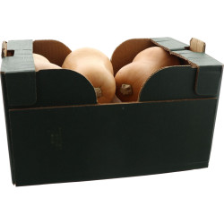 BIO COURGE BUTTERNUT 10KG